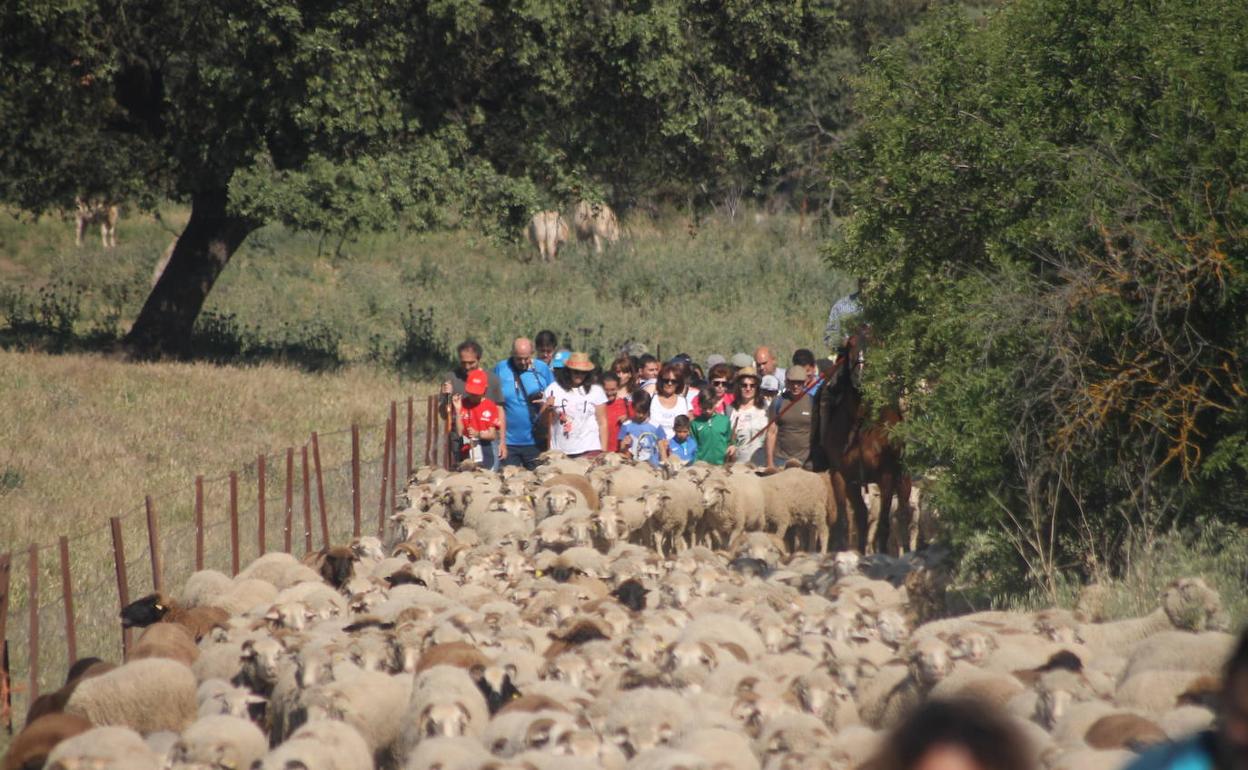'Vive la Trashumancia' y 'Feria del Queso Artesano' No te pierdas el